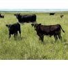 Image 2 : Vredegoor Ranch - 500# October Delivery Steer Calves - 200 Head (Handhills, AB)