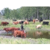 Image 4 : DJC Ranch - 925# October Delivery Grass Steers - 67 Head (Rabbit Lake, SK)