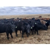 Image 4 : JT Cholin Farms - 925# September Delivery Grass Steers - 65 Head (Biggar, SK)