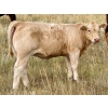 Image 4 : Kokay Farms Ltd. - 660# Heifer Calves - 45 Head (Rosemary, AB)