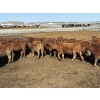 Image 5 : 6U Cattle Company - 70 Red Angus X Replacement Heifers (Manning, AB)
