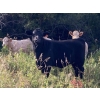 Image 6 : Lindy Greig - 475# October Heifer Calves - 55 Head (Nanton, AB)