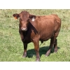 Image 13 : Lone Star Cattle Co. - 1040# Sept/Oct Delivery Grass Steers - 390 Head (Buck Lake, AB)