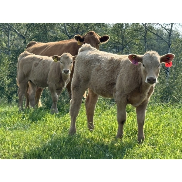Gerald Lawrence - 670# October Delivery Heifer Calves - 90 Head (Pine Lake, AB)