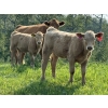 Image 1 : Gerald Lawrence - 670# October Delivery Heifer Calves - 90 Head (Pine Lake, AB)
