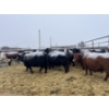 Image 4 : Jake Giesbrecht - 3 BBF Cows (Pen 430)