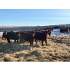 Image 4 : 9 - 9 Ranch Ltd. - 740# February Delivery Steers - 40 Head (Coronation, AB)