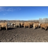 Image 3 : Williamson Farms - 870# Feb/March Delivery Steers - 117 Head (Lomond, AB)