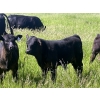 Image 4 : Harley Hutton - 590# October Delivery Steer Calves - 80 Head (Hanna, AB)
