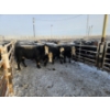 Image 9 : High Prairie Ltd. (Leonard Parke) - 11 Black Heifers (Pen 533 - 535)