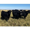 Image 1 : Kris Springer - 55 Black/BBF Simm/Angus X Bred Heifers (Foam Lake, SK)