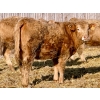 Image 10 : Darcy, Colton & Blake Reinhardt - 850# February Delivery Heifers - 145 Head (Redland, AB)