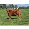 Image 5 : Horizon Ridge Farms - 700# Nov/Dec Delivery Steer Calves - 65 Head (Rimbey, AB)