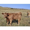 Image 10 : Johnston Ranches - 675# October Delivery Steer Calves - 90 Head (Cereal, AB)