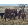 Image 8 : Rolling N Ranches (Nolan & Amanda Osadczuk) - 80 Heifer Pairs