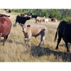 Image 20 : Farming Valley Ranch (Ben Tateson) - 590# November Delivery Steer Calves - 100 Head (Cereal, AB)