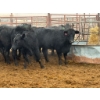 Image 2 : D6 Cattle Farm - 17 Heifers (Pen 519)