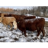 Image 7 : X Bar X Cattle Co. Ltd. - 1036# March/April Delivery Steers - 60 Head (Lomond, AB)
