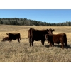 Image 5 : Red Deer River Ranches - 575# November Steer Calves - 85 Head (Sundre, AB)