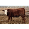 Image 6 : McIntyre Ranch - 845# April/May Delivery Steers - 260 Head (Raymond, AB)