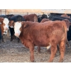 Image 7 : Justin Tateson - 960# March Delivery Steers - 65 Head (Scandia, AB)