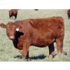 Image 5 : Scott & Gail Sapergia - 20 Red March/April Calving Bred Heifers (Hays, AB)