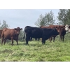 Image 14 : John Bland - 975# September Delivery Grass Heifers - 120 Head (Rimbey, AB)