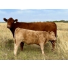 Image 11 : Kokay Farms Ltd. - 660# Heifer Calves - 45 Head (Rosemary, AB)