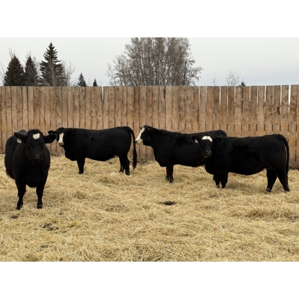 Marcinek Cattle Company - 4 BBF Simm/Angus X Bred Heifers (Condor, AB)