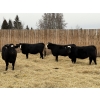 Image 1 : Marcinek Cattle Company - 4 BBF Simm/Angus X Bred Heifers (Condor, AB)