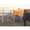Image 9 : Willowside Ranch - 660# April Delivery Heifers - 54 Head (Vibank, SK)