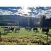 Image 18 : Squaw Valley Ranch - 850# October Delivery Steer Calves - 72 Head (Lumby, BC)