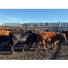 Image 7 : Poplarview Stock Farm - 875# November Delivery Grass Heifers - 140 Head (Pipestone, MB)