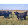 Image 2 : 7L Ranch - 1005# Oct/Nov Grass Heifers - 60 Head (Lakeland, MB) VBP+