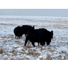 Image 9 : White Moose Ranches - 18 Black Angus X April/May Calvers (Turner Valley, AB)