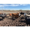 Image 2 : Valley View Ranch - 1675# September Delivery Cows - 38 Head (Valleyview, AB)