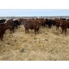 Image 6 : Vee Tee Feeders - 930# May Delivery Steers - 260 Head (Lloydminster, SK)