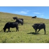 Image 7 : DK Livestock - 960# September Delivery Grass Heifers - 80 Head (Longview, AB)