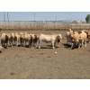 Image 6 : Ripple Rock Ranch - 750# June Delivery Heifers - 82 Head (Fincastle, AB)