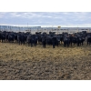 Image 7 : M.S. MacLean Livestock - 870# March Delivery Steers - 163 Head (Coaldale, AB)