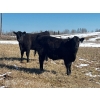Image 2 : J2 Stock Farms - 980# May Delivery Steers - 60 Head (Darwell, AB)