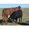 Image 3 : Twin Arrows Ranch -  610# October Delivery Steer Calves - 100 Head (Erskine, AB)