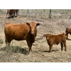 Image 8 : Meyer Cattle Inc. - 20 Red Angus X 2nd Calf Pairs (Lethbridge, AB)
