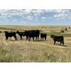 Image 2 : Dar-Lin Ranching - 550# November Delivery Steer Calves - 110 Head (Big Stone, AB)