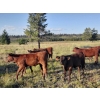 Image 3 : Brian Foley/Louise De Marni/Meadow Creek - 500# October Delivery Heifer Calves - 85 Head (Kamloops)