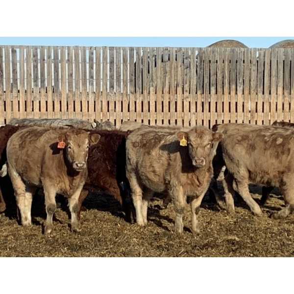 Regehr Land & Cattle - 860# March Delivery Heifers - 65 Head (Linden, AB)