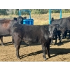 Image 13 : Thurston Newall Farms - 580# October Delivery Steer Calves - 105 Head (Nightingale, AB)
