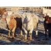 Image 5 : Munro Farms - 980# March Delivery Steers - 140 Head (Kelwood, MB)