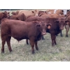 Image 4 : Sande Cattle Company - 720# October Steer Calves - 85 Head (Olds, AB)