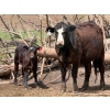 Image 5 : Kyle Torkelson - 8 BBF 1st Calf Pairs (Millicent, AB)